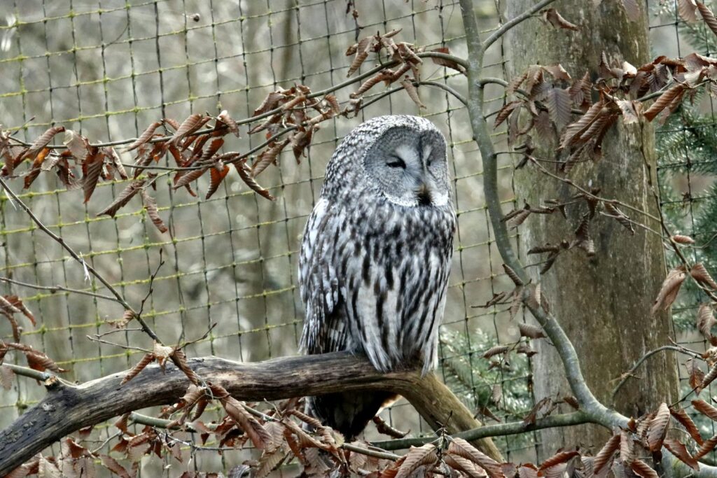 A serene great grey owl perched on a tree branch surrounded by autumn leaves in a natural setting.
