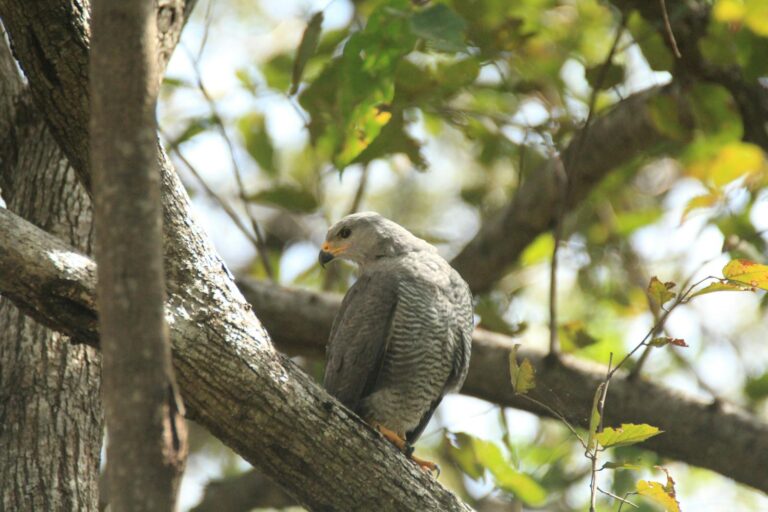 A Gray Hawk resting on a branch.