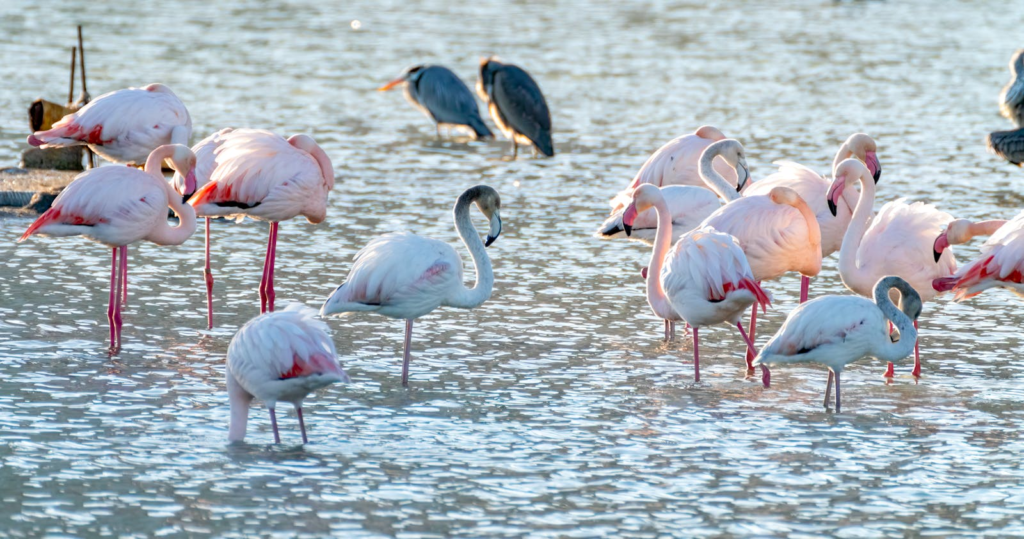 Several flamingos wade in shallow water.