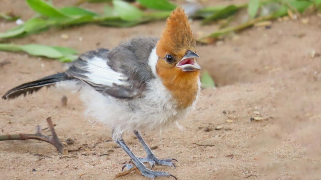 A Red-crested Cardinal with its distinctive crest.