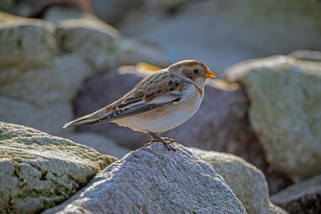 Snow bunting perched on rocks in Cuxhaven, Germany, during winter.