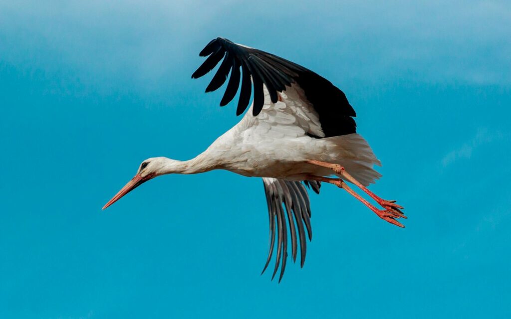 A white stork gracefully flies against a clear blue sky, showcasing its elegance.