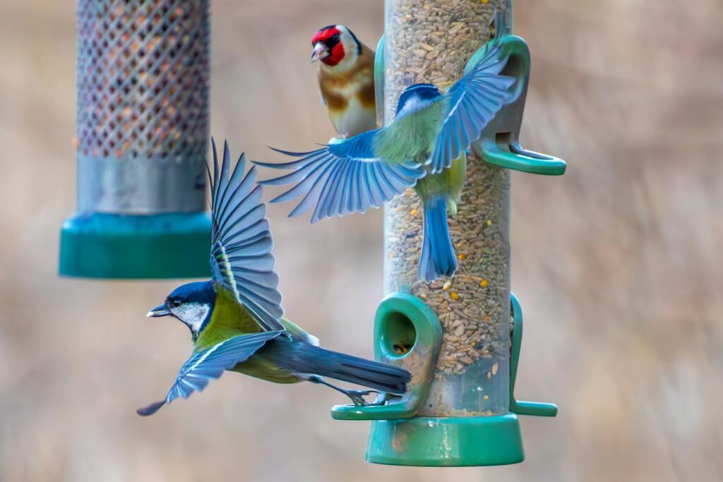 Two Great Tits fly toward a feeder while a Goldfinch watches from above.