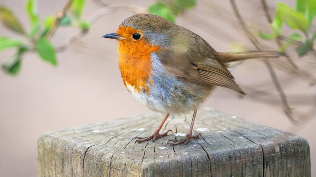 European Robin perched on top of a weathered wooden post