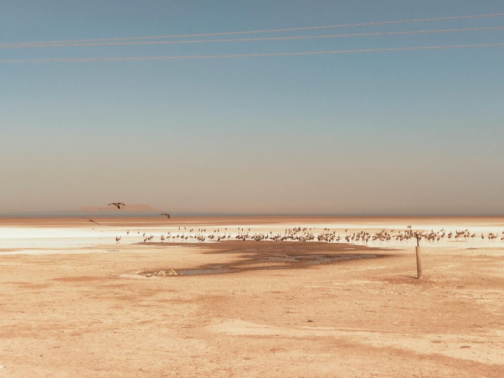 A serene desert landscape with a flock of birds and clear sky.