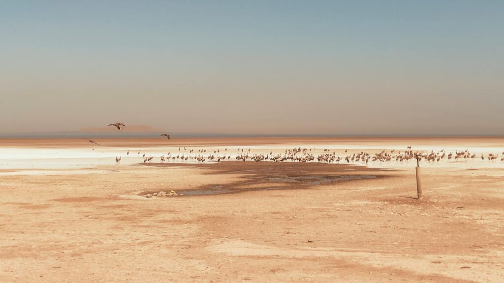 A serene desert landscape with a flock of birds and clear sky.