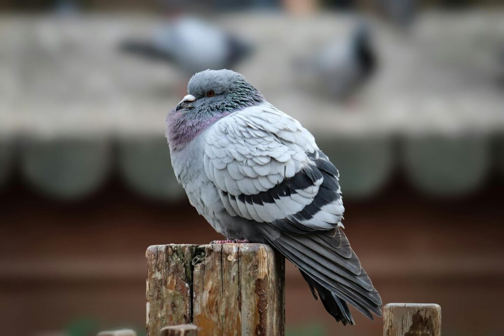 A rock pigeon perched on a wooden post outdoors.