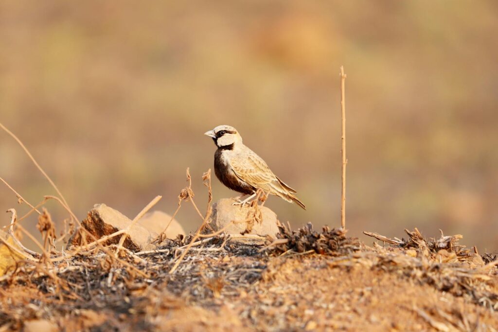 An Ashy-crowned Sparrow-Lark perched on a rock.