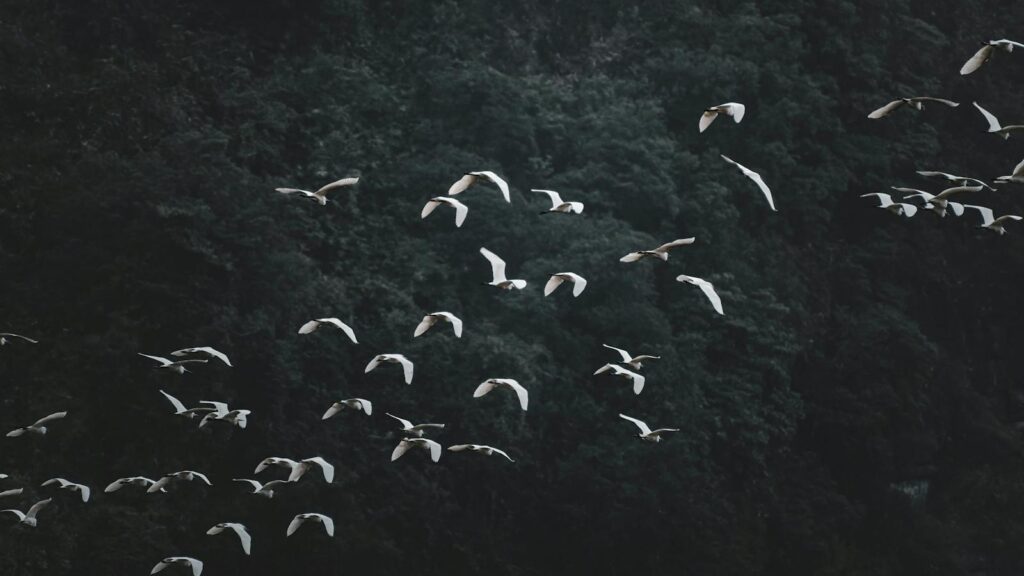 Flock of migratory birds soaring above the trees in a forested area.