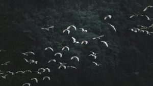 Flock of migratory birds soaring above the trees in a forested area.