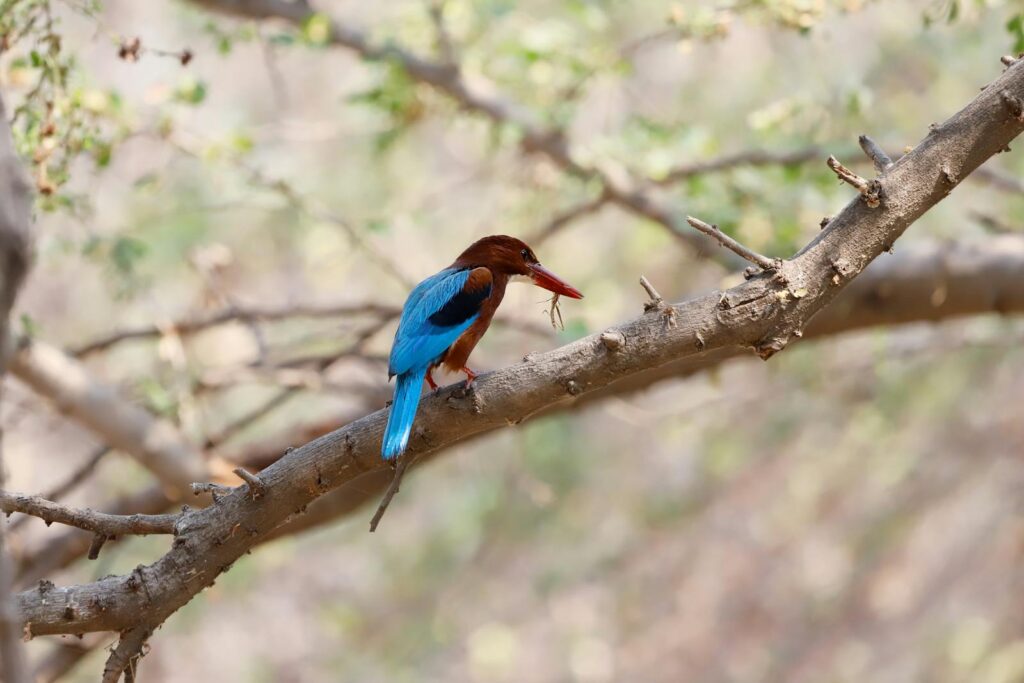 A vibrant kingfisher perches on a branch, eating insects in a natural setting.