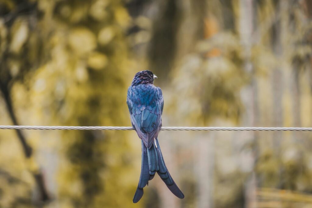 A blue drongo bird with vibrant feathers perches on a wire in a natural setting.
