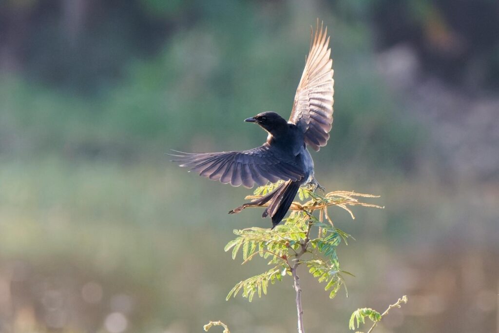 A Black Drongo (Dicrurus macrocercus) gracefully soaring above the greenery of Quy Nhơn, Vietnam.