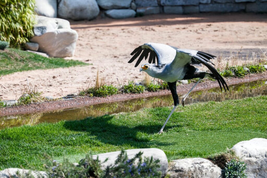 Secretary bird strides across a naturalistic setting, showcasing its unique features.
