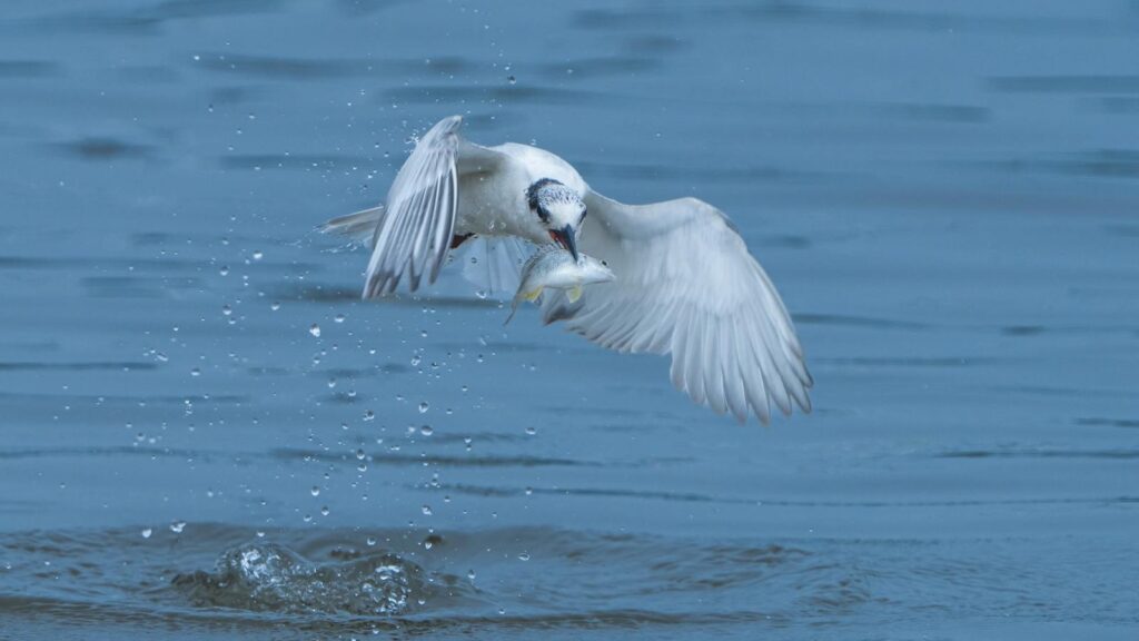Seagull swooping down mid-flight to catch a fish from the ocean