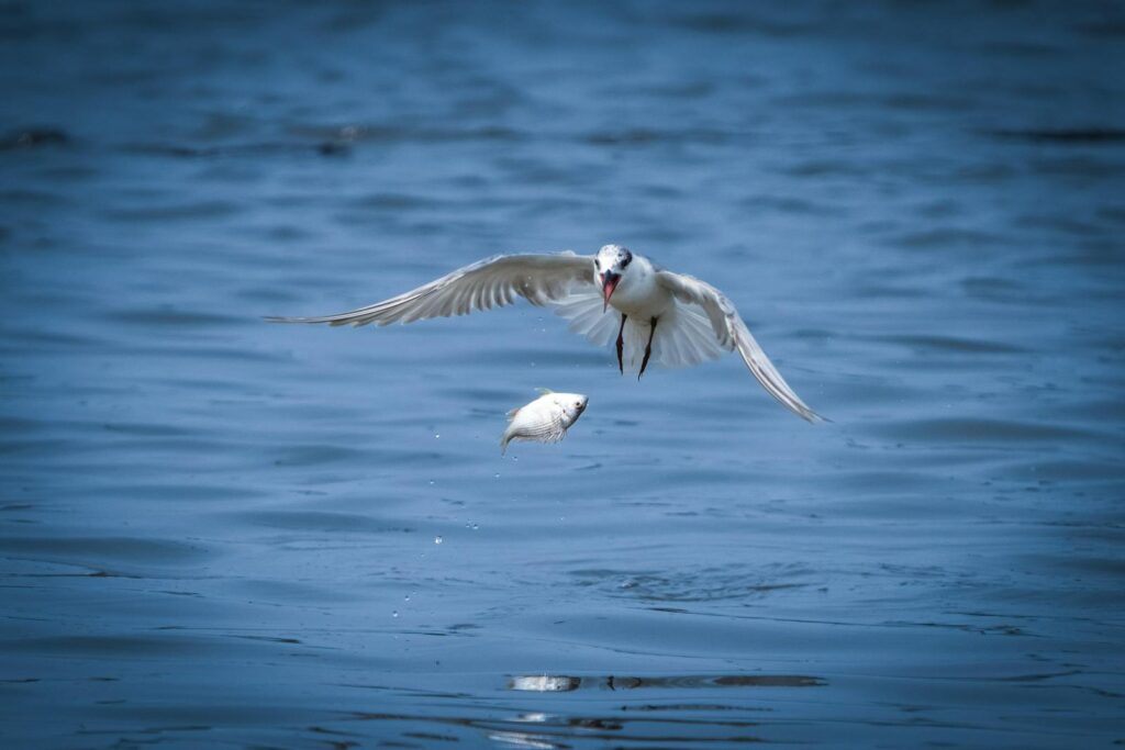 A tern gracefully catching a fish mid-flight above the water's surface, showcasing wildlife instincts.