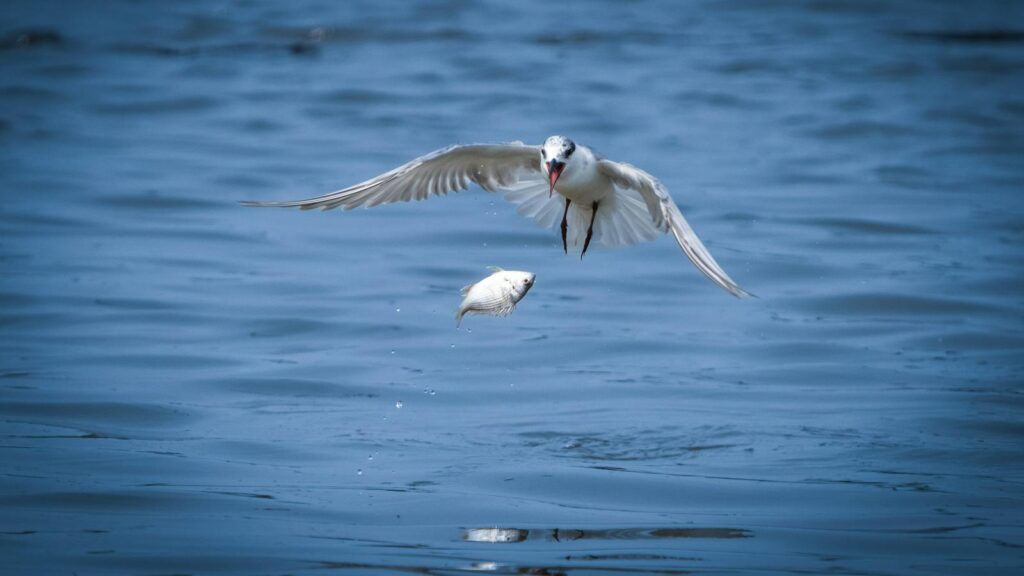 A tern gracefully catching a fish mid-flight above the water's surface, showcasing wildlife instincts.