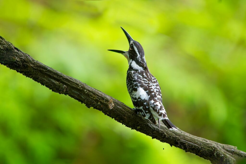 Pied Kingfisher perched on a branch in a vibrant green forest setting.