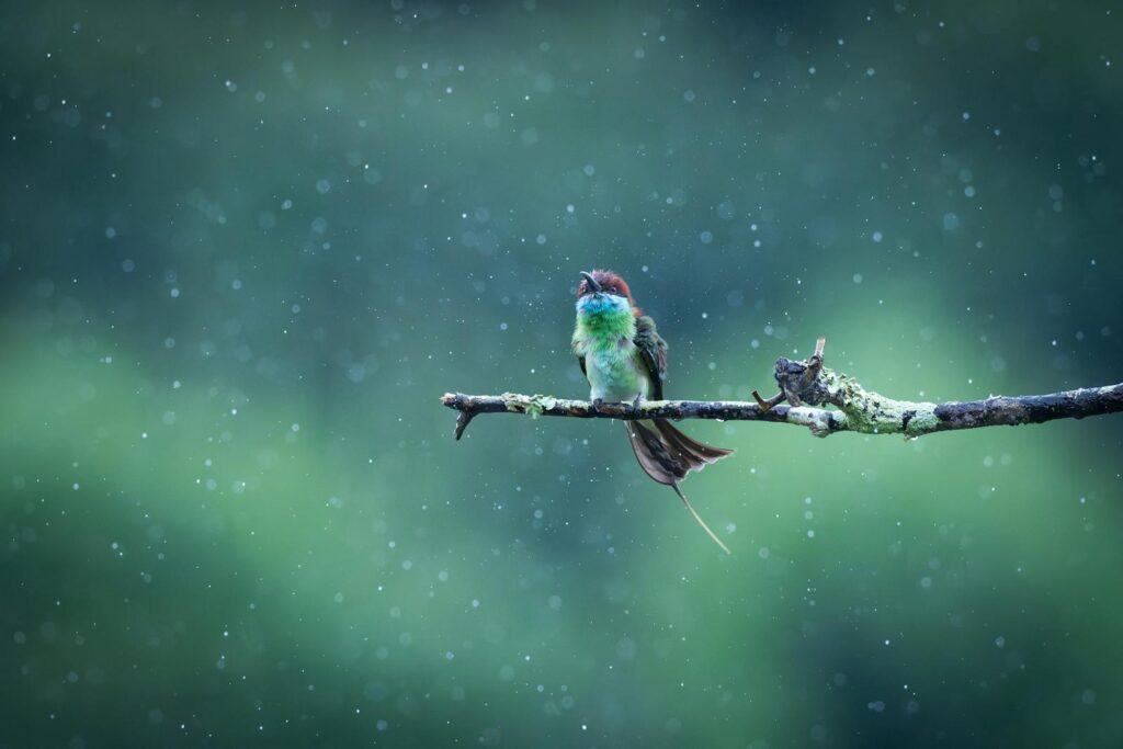 Colorful bird perched on a branch during rainfall. Natural wildlife scene.