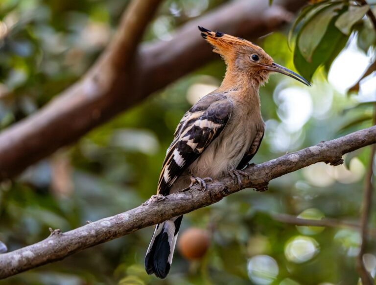 An Eurasian Hoopoe perches gracefully on a tree branch in a serene natural setting.