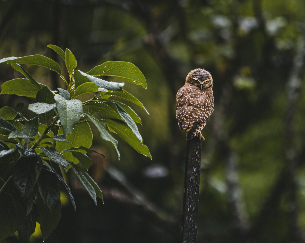 A Ferruginous Pygmy-Owl perches on a branch near green leaves.