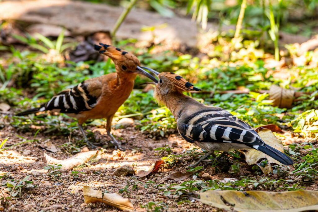 Two vibrant hoopoes playing on the ground amidst foliage, showcasing nature's playful moments.