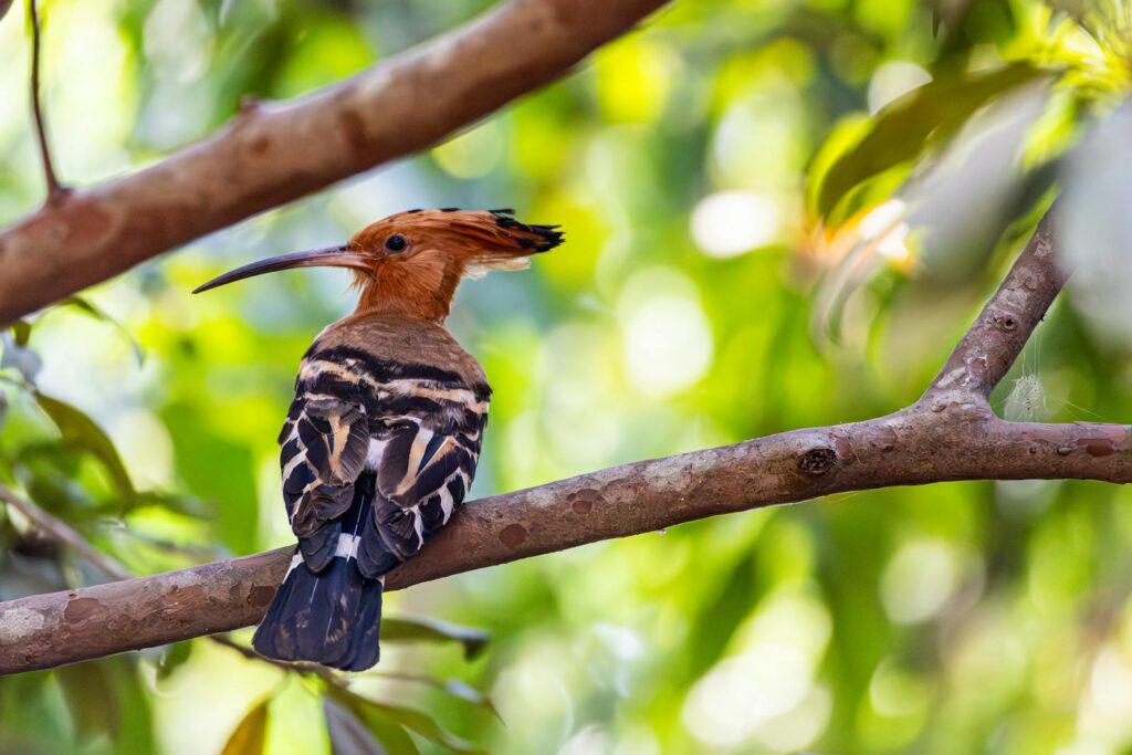 A stunning Eurasian hoopoe bird with striking plumage perched on a tree branch in a lush forest.
