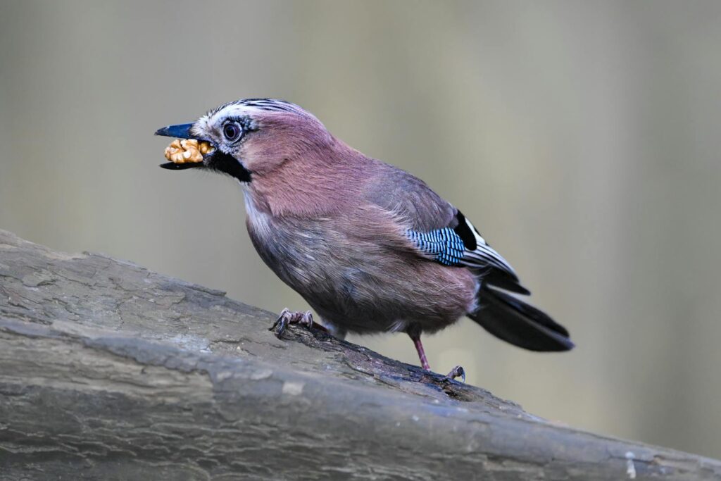 Close-up of Eurasian Jay with a nut on a forest tree branch.