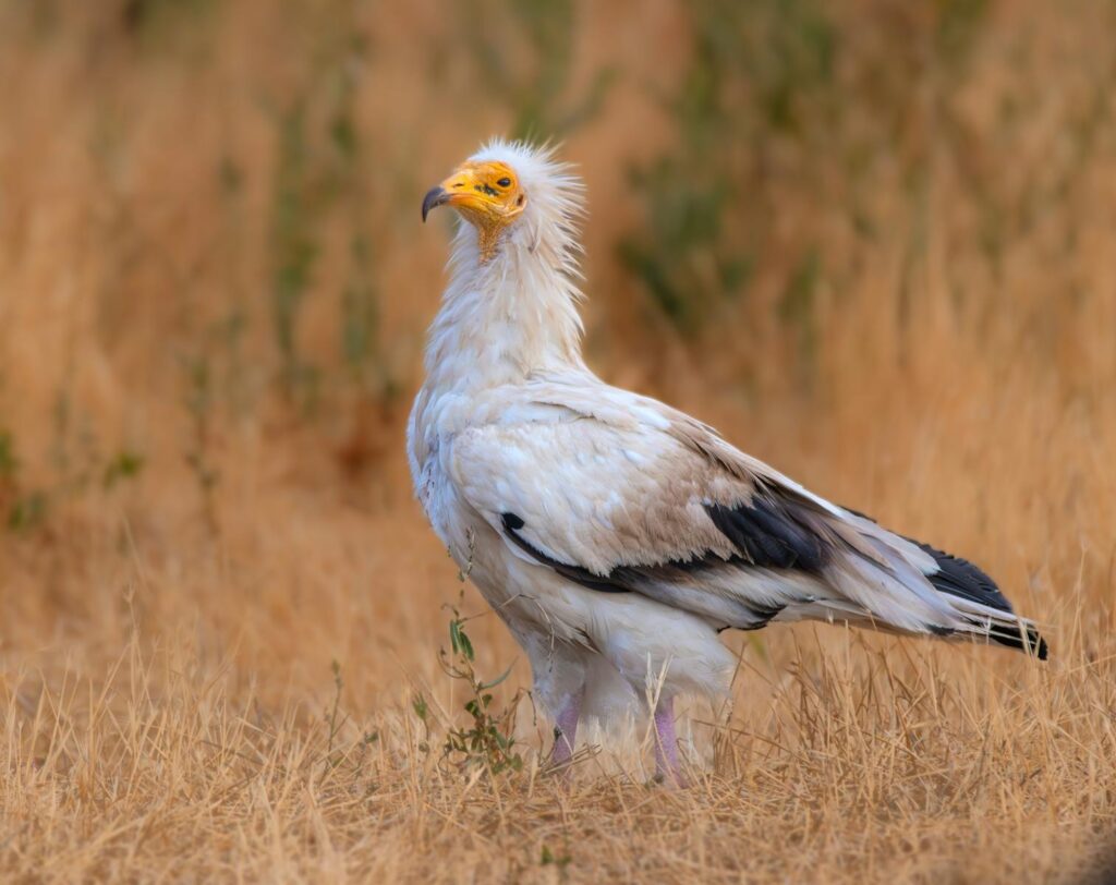 Close-up of an Egyptian Vulture standing in dry grassland.