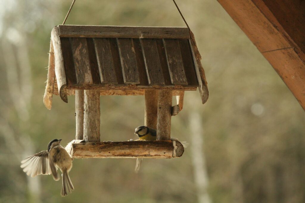 Chickadees gather around a rustic wooden bird feeder, enjoying sunflower seeds.