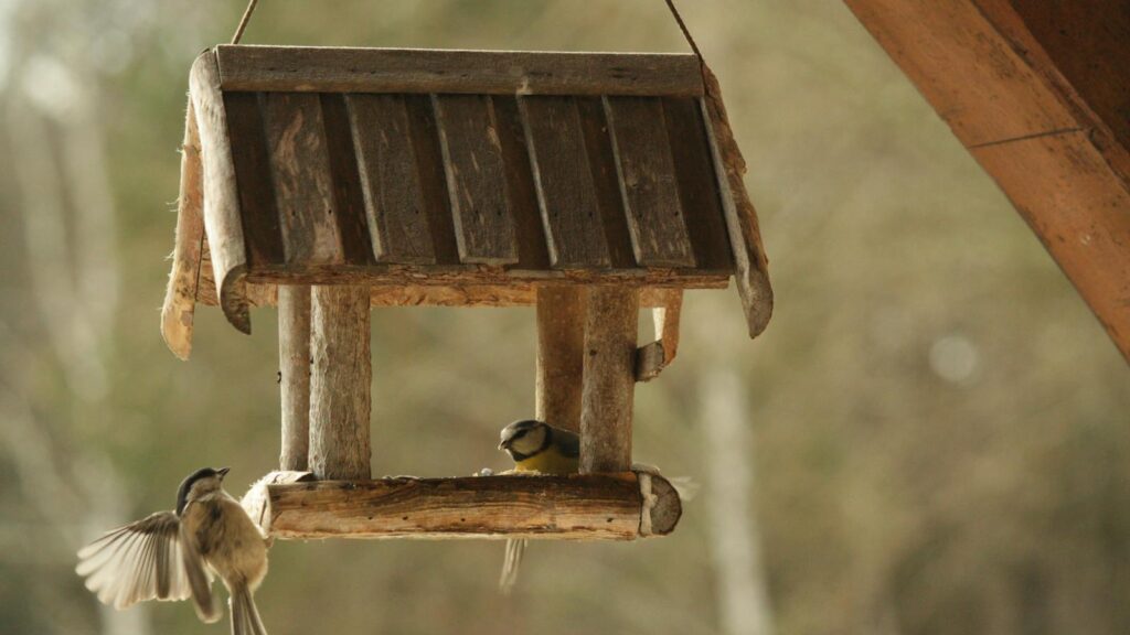 Chickadees gather around a rustic wooden bird feeder, enjoying sunflower seeds.