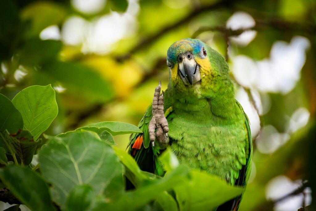 Close-up of a vivid green parrot amidst lush foliage in Trinidad and Tobago.