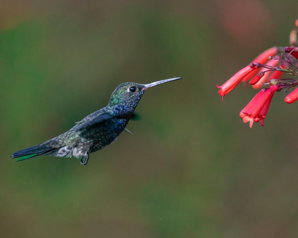 A vibrant hummingbird hovers in mid-air while feeding from red tubular flowers.
