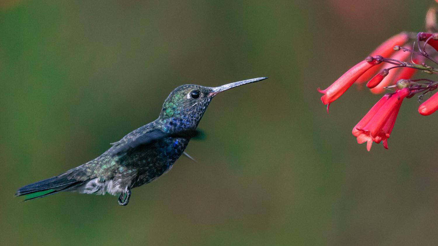 A vibrant hummingbird hovers in mid-air while feeding from red tubular flowers.