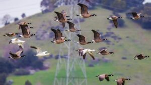 A majestic flock of Canada Geese flying over lush green hills on a cloudy day.