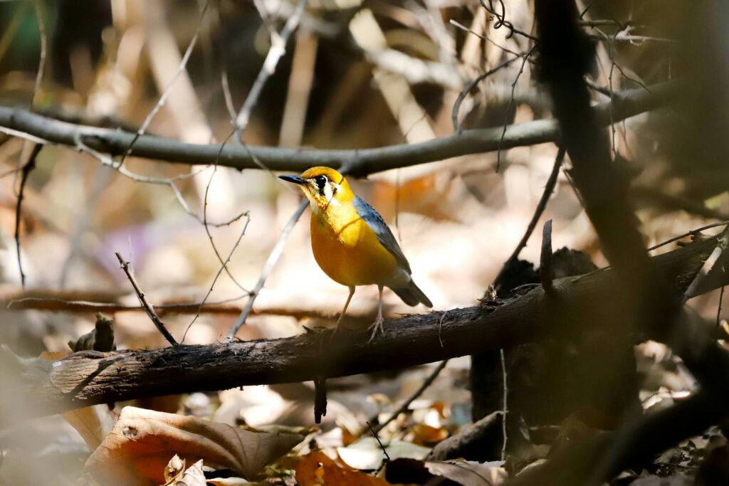 Bright yellow garden warbler perched on a branch in a sunlit forest setting.