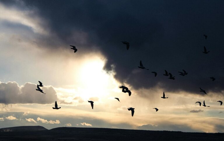 Silhouettes of birds flying during a dramatic sunset, creating a moody wildlife scene.