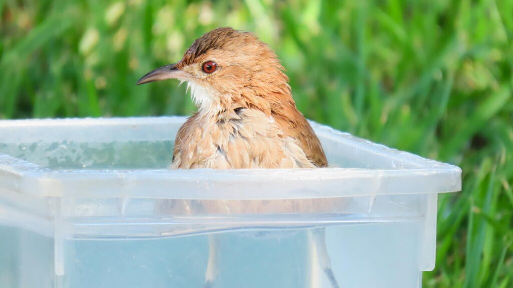 Bird standing inside a plastic container filled with water