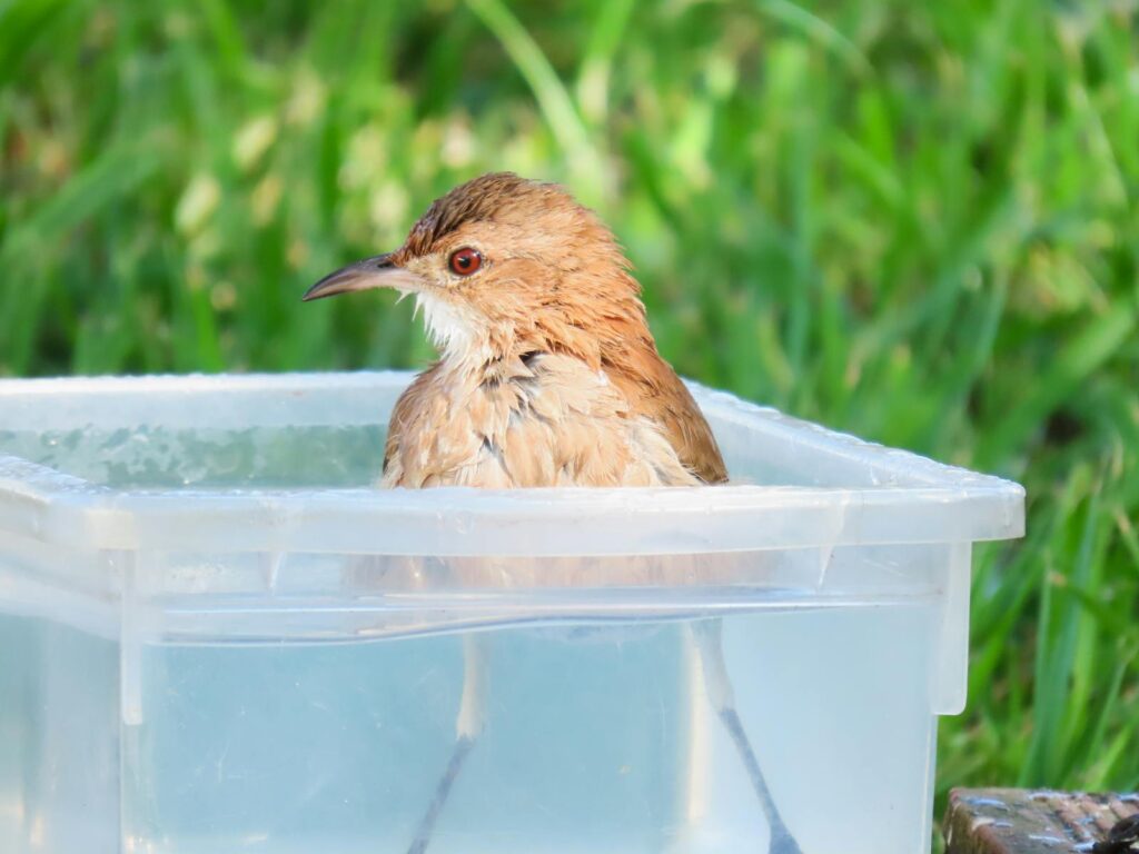 Rufous Hornero bathing in a container.