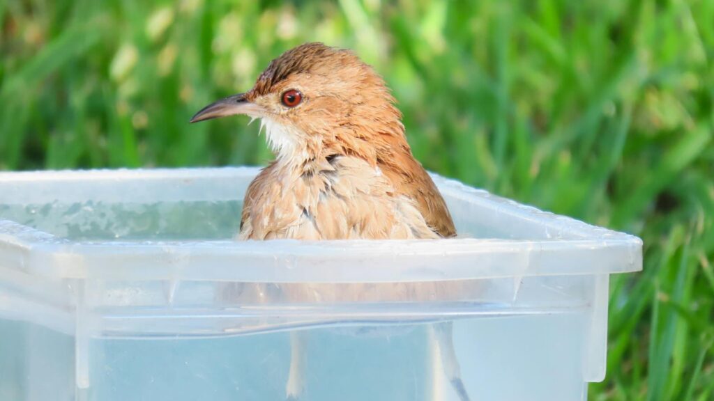 Rufous Hornero bathing in a container.