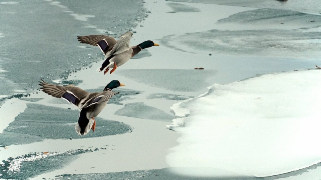 Two mallard ducks in flight over a partially frozen lake in Toronto, Canada.