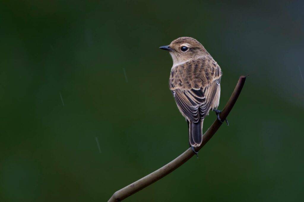 A Siberian Stonechat perches on a slender branch.