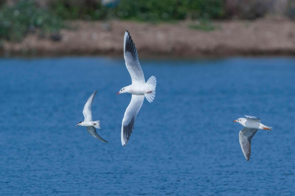 Three seagulls gracefully soaring above the clear blue water on a bright day.