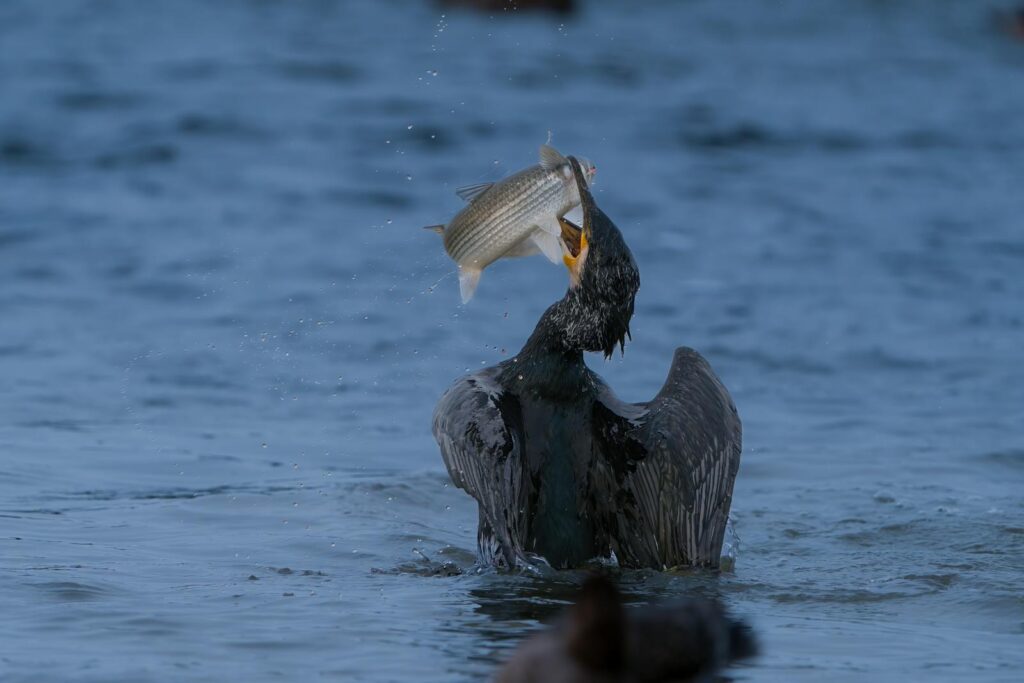 A cormorant skillfully catching a fish in the blue ocean waters.