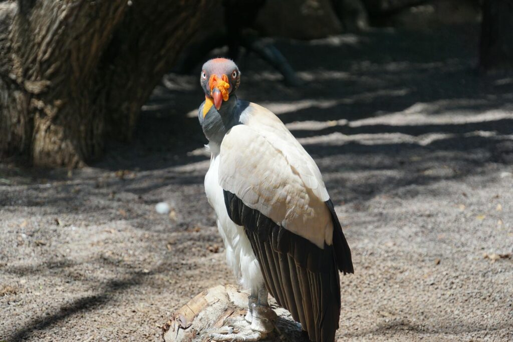 A majestic king vulture standing on a branch in an outdoor setting.