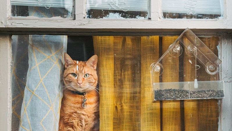 Orange tabby cat sitting behind window and bird feeder outside.