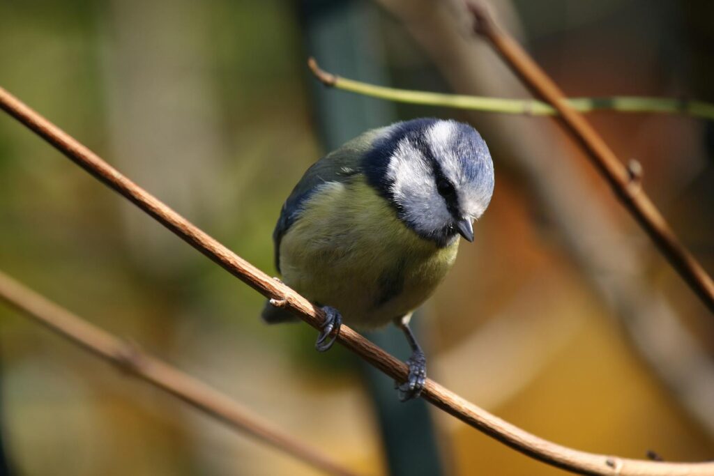 A vibrant blue tit bird perches on a delicate branch in a natural setting.