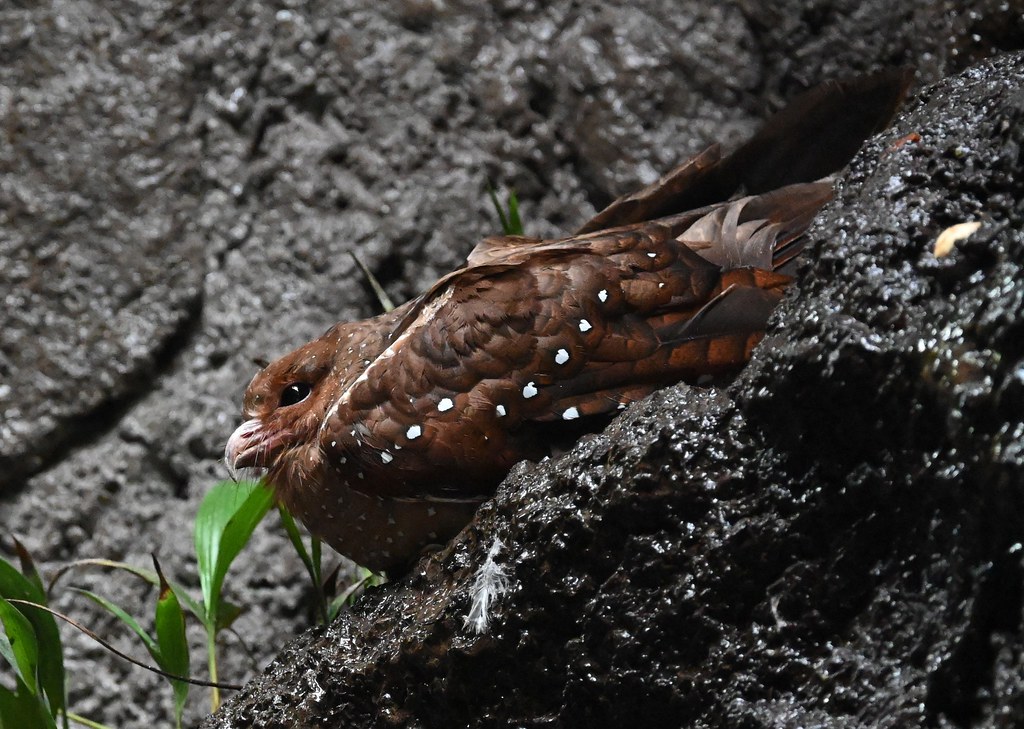 An Oilbird with brown plumage and large eyes perches on a rocky surface.