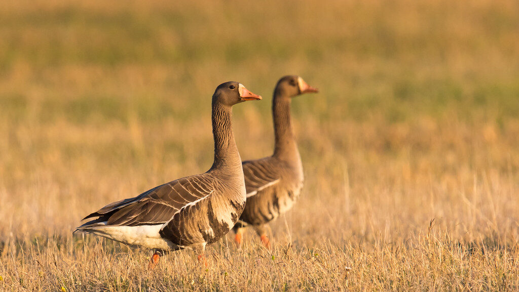 Two Greater White-fronted Geese standing together in grassy field