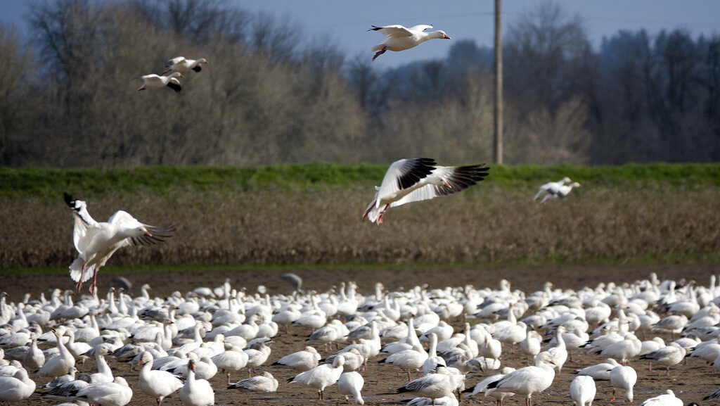 A large flock of snow geese gathers in a field.